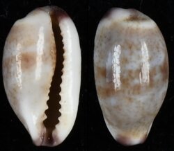 Purpuradusta fimbriata marmorata