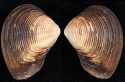 Eucrassatella donacina