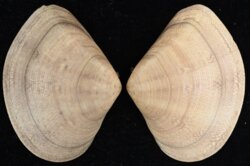 Macridiscus aequilatera