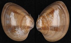 Megapitaria squalida