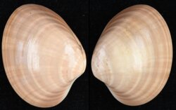 Callista chione