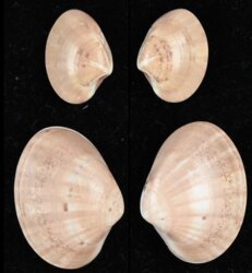 Callista chione