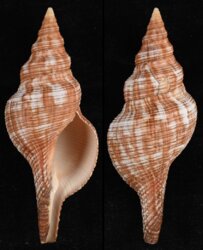 Pleuroploca filamentosa