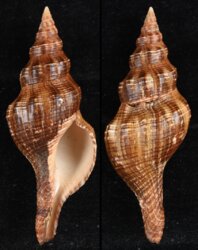 Pleuroploca filamentosa