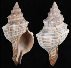 Pleuroploca trapezium