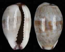 Purpuradusta fimbriata fimbriata fma quasigracilis