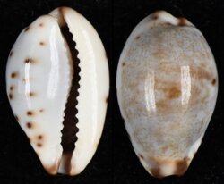 Purpuradusta gracilis gracilis