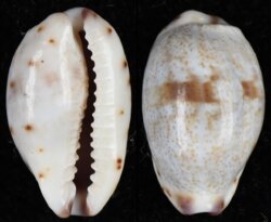 Purpuradusta gracilis gracilis