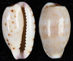 Purpuradusta hammondae raysummersi