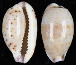 Purpuradusta hammondae raysummersi