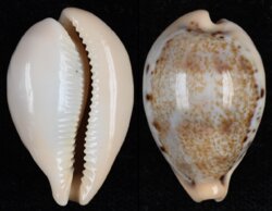 Paradusta hungerfordi hungerfordi