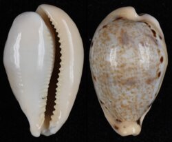 Paradusta hungerfordi bealsi