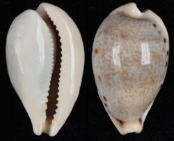 Paradusta hungerfordi hungerfordi