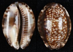 Mauritia depressa depressa