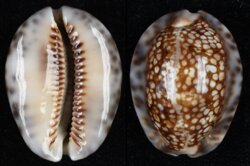 Mauritia depressa depressa