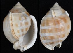 Semicassis bisulcata fma japonica