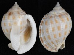 Semicassis granulata