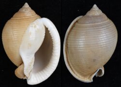 Semicassis bisulcata fma persimilis