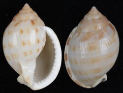 Semicassis granulata