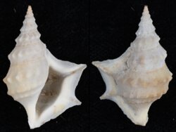 Aporrhais pespelicani