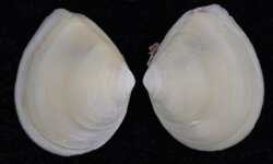 Macoma balthica