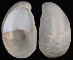 Crepidula fornicata