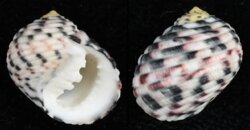 Nerita versicolor