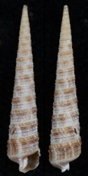 Cinguloterebra neglecta