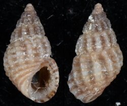 Alvania lineata