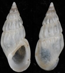 Rissoa ventricosa