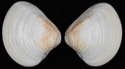 Anomalocardia brasiliana