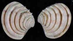 Clausinella brongniartii