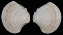 Clausinella fasciata