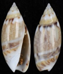 Oliva pulchella