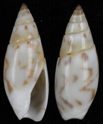 Olivella pulicaria