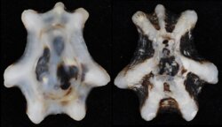 Patelloidea saccharina