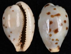 Ransoniella punctata berinii