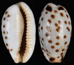 Ransoniella punctata berinii