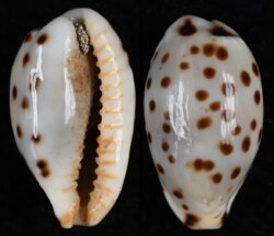 Ransoniella punctata berinii