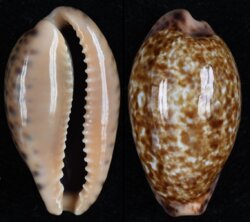 Pseudozonaria annettae