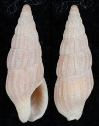 Aesopus geraldsmithi