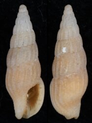 Aesopus geraldsmithi