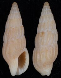 Aesopus geraldsmithi