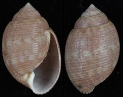 Punctacteon fabreanus