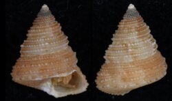 Calliostoma crosselyae