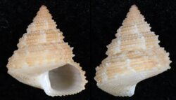 Calliostoma crosselyae
