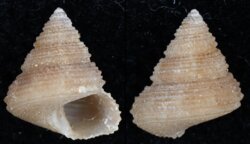 Calliostoma crosselyae