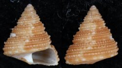 Calliostoma crosselyae
