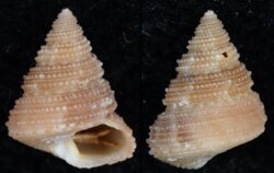 Calliostoma crosselyae