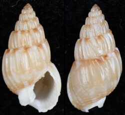 Nassarius subtranslucidus